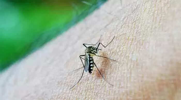 Mosquito Killing Technology | കൊതുകുകളെ നശിപ്പിക്കാൻ പരിസ്ഥിതി സൗഹൃദ സാങ്കേതികവിദ്യ വികസിപ്പിച്ച് ഐസിഎംആർ; വിദേശ വിപണിയും ലക്ഷ്യം
