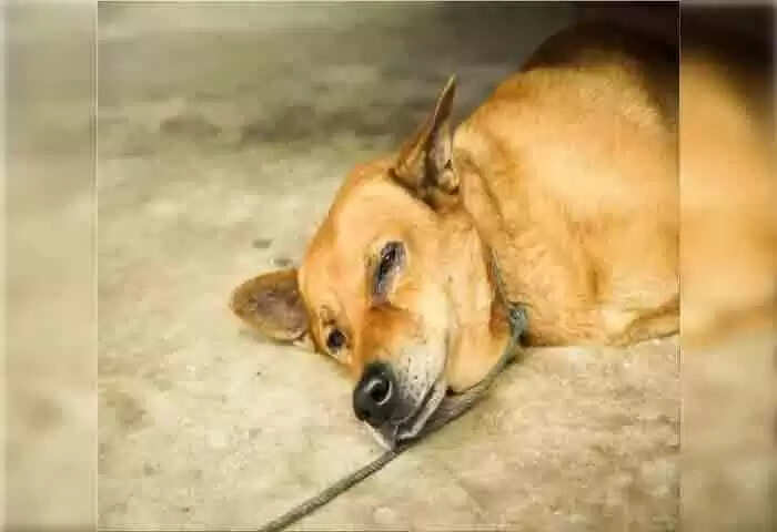 FIR | സെക്യൂരിറ്റി കാബിനില് നായയുമായി പ്രകൃതിവിരുദ്ധ ലൈംഗിക ബന്ധത്തില് ഏര്പെട്ടതായി പരാതി; വാച് മാനെതിരെ കേസ്