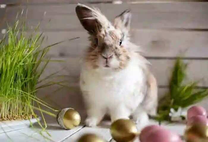Easter Bunny | ഈസ്റ്ററും മുയലും തമ്മിലെന്ത് ബന്ധം? ഈസ്റ്റര് ബണ്ണിയുടെ കഥയറിയാം