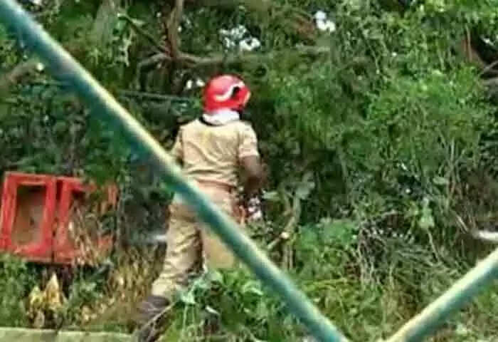 Injured | സ്കൂള് കായികമേളയ്ക്കിടെ മരച്ചില്ല ഒടിഞ്ഞുവീണ് അപകടം; 2 വിദ്യാര്ഥികള്ക്കും പരിശീലകനും പരുക്ക്