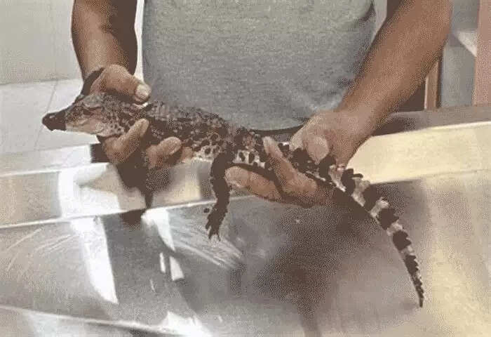 Rescued | ഭാണ്ഡൂപ്പിലെ ബി എം സി ജലശുദ്ധീകരണ പ്ലാന്റില് കണ്ടെത്തിയ മുതലക്കുഞ്ഞിനെ രക്ഷപ്പെടുത്തി