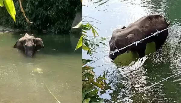 പടക്കം നിറച്ച കൈതച്ചക്ക കഴിച്ച് ആന ചരിഞ്ഞ സംഭവം; ഖേദം പ്രകടിപ്പിച്ച് പ്രമുഖര് രംഗത്ത്; വിശദീകരണം തേടി കേന്ദ്രവും