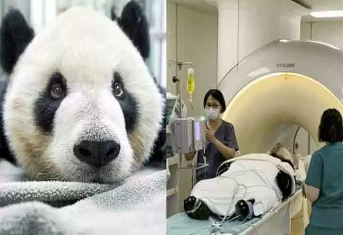 Giant Panda | 'തുവാ'ന്റെ മസ്തിഷ്കത്തില് മുഴ; അസുഖം ബാധിച്ച ഭീമന് പാണ്ടയുടെ ചികിത്സയ്ക്കായി ചൈനയില് നിന്ന് തായ്വാനിലേക്ക് വിദഗ്ധരെ എത്തിക്കുന്നു