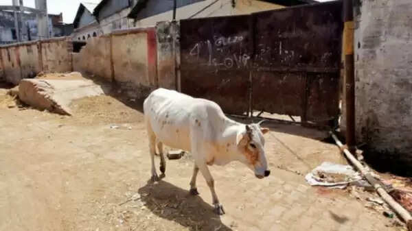 മിണ്ടാപ്രാണികളോടുള്ള അവസാനിക്കാത്ത ക്രൂരത; ഹിമാചല് പ്രദേശില് ഗര്ഭിണിയായ പശുവിന്റെ വായില് പടക്കം പൊട്ടിച്ചു; അയല്ക്കാരനെതിരെ ഉടമയുടെ പരാതി