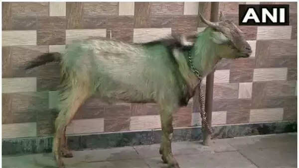 യുവതി ഹോട്ടലില് താമസിക്കാനെത്തിയത് 14 വളര്ത്തുമൃഗങ്ങളുമായി; ബുക്ക് ചെയ്തത് 3 ദിവസത്തേക്ക്