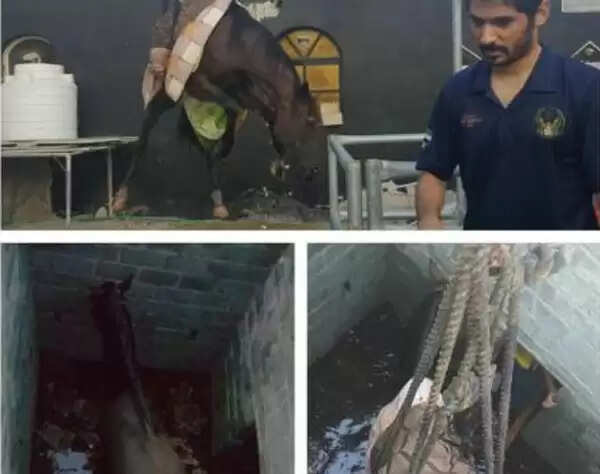 ഷാർജയിൽ കിണറ്റിൽ വീണ കുതിരയെ രക്ഷപ്പെടുത്തി