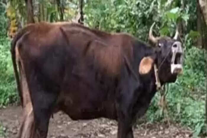 Euthanasia | കറവപ്പശുവിന് പേവിഷബാധയേറ്റതായി സ്ഥിരീകരണം; ദയാവധം നടത്താന് ശുപാര്ശ