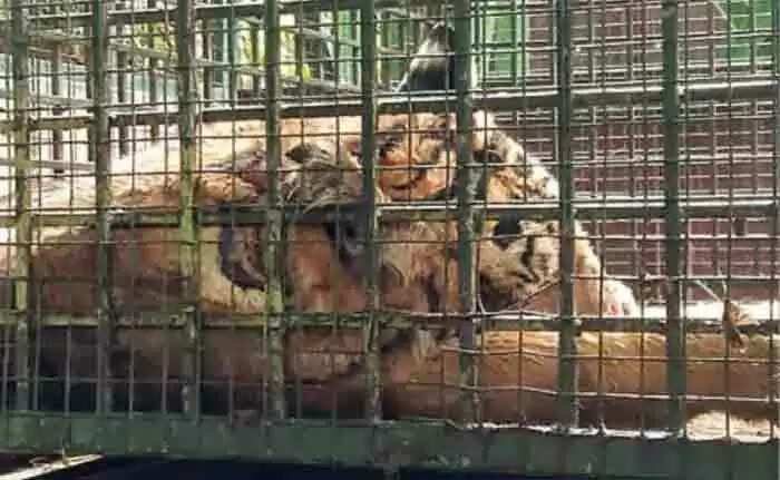 നെയ്യാര് സഫാരി പാര്ക്കിലെ കൂട്ടില് നിന്ന് പുറത്ത് ചാടിയ കടുവയെ മയക്കുവെടിവച്ചു