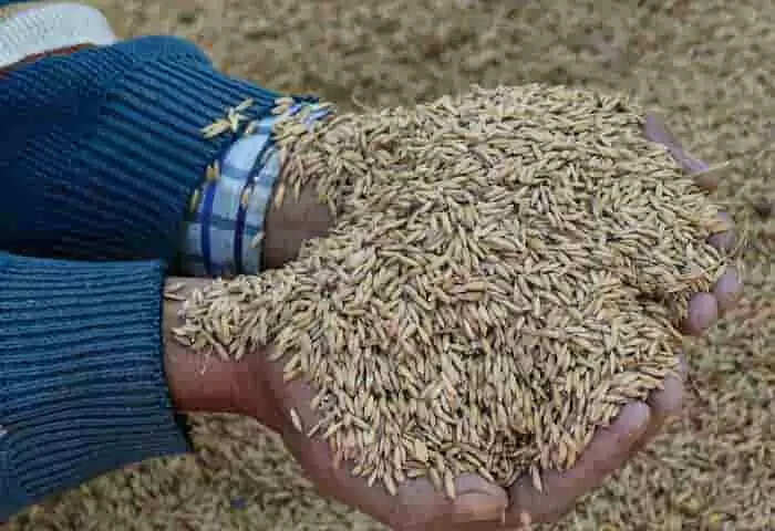 Grain distribution | ജനുവരി 1 മുതൽ സൗജന്യ ഭക്ഷ്യധാന്യങ്ങൾ; കേന്ദ്രസർക്കാർ പദ്ധതിയിൽ 81 കോടിയിലധികം ഗുണഭോക്താക്കൾക്ക് പ്രയോജനം ലഭിക്കും