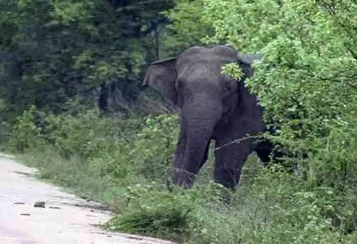 Wild Elephant | കൊമ്പുകള് വെട്ടിമാറ്റിയ നിലയില് കാട്ടാനയുടെ ജഡം കണ്ടെത്തിയതായി വനംവകുപ്പ്