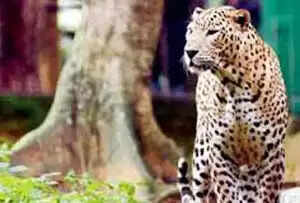 ഗുജറാത്തില് പുള്ളിപ്പുലി ആക്രമണത്തില് 5 വയസുകാരി മരിച്ചു