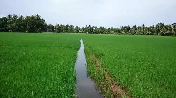 ഓരുവെള്ളം ഭീഷണി; സര്ക്കാര് മുന്കരുതല് സ്വീകരിക്കണമെന്ന് ആവശ്യം