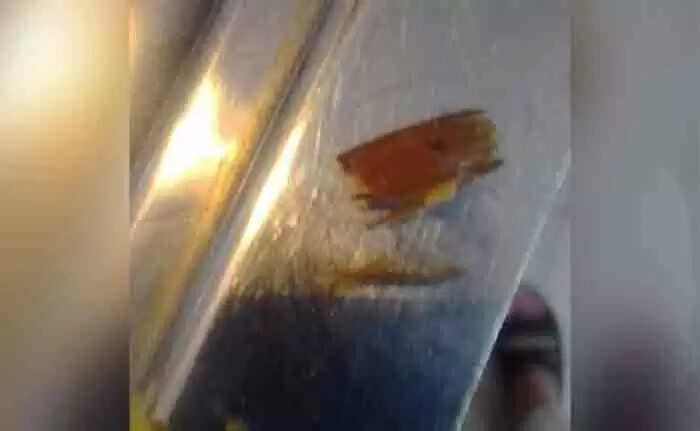 Cockroach | എയിംസില് ആമാശയ ശസ്ത്രക്രിയ കഴിഞ്ഞ 4 വയസുകാരന് നല്കിയ ഭക്ഷണത്തില് പാറ്റ; അന്വേഷണം പ്രഖ്യാപിച്ച് അധികൃതര്; ചിത്രങ്ങള് പുറത്ത്