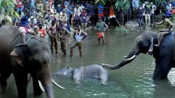 ഗര്ഭിണിയായ ആന പരിക്കേറ്റ് ചരിഞ്ഞ സംഭവത്തില് ഒരാള് അറസ്റ്റില്