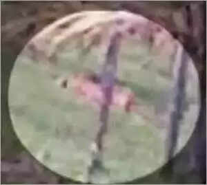 നാടിനെ വിറപ്പിച്ച നരഭോജി കടുവയെ വനംവകുപ്പ് ഉദ്യോഗസ്ഥര് വെടിവെച്ചുകൊന്നു