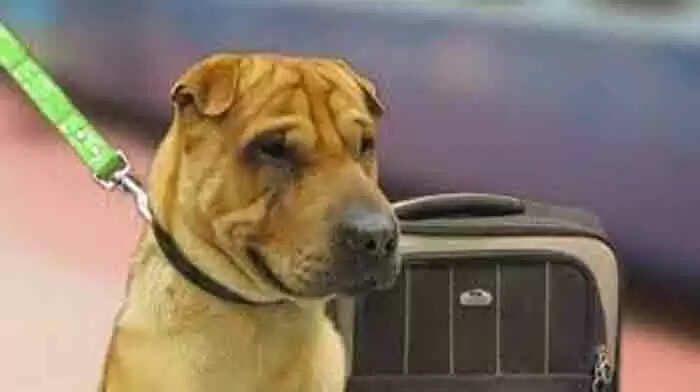 Pet Dog | യാത്രാ കോചുകളില് ഇനി വളര്ത്തു നായകളേയും ഒപ്പം കൊണ്ടുപോകാം; മുന്കൂട്ടി ബുക് ചെയ്യണം; നല്കേണ്ടത് 60 കിലോ ലഗേജിന് നല്കേണ്ട തുക