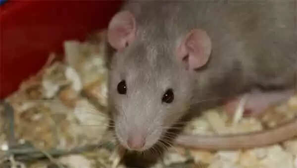 ശാരീരിക ബുദ്ധിമുട്ടുകള് അവഗണിച്ച് ശസ്ത്രക്രിയയ്ക്ക് വേണ്ടി സമാഹരിച്ച 2 ലക്ഷം രൂപ എലി കരണ്ടു നശിപ്പിച്ചു; ദുരിതത്തിലായ കര്ഷകന് സഹായവുമായി തെലങ്കാന മന്ത്രി