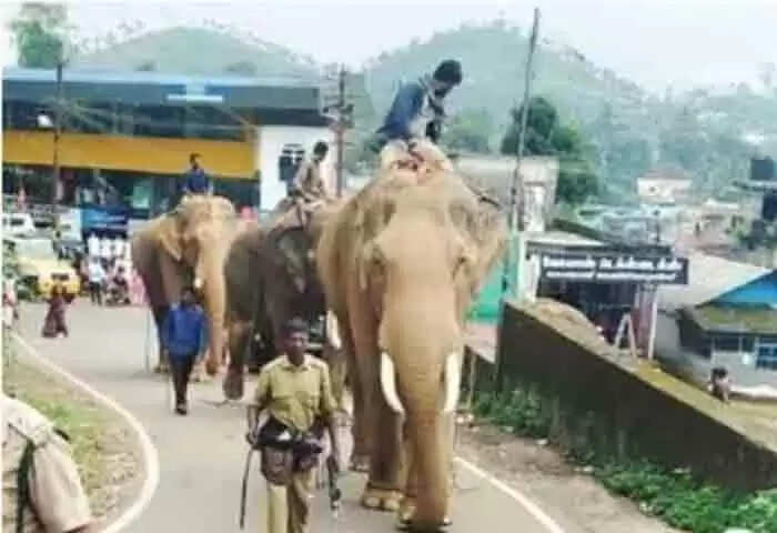 Wild Elephant | നാട്ടിലിറങ്ങിയ കൊമ്പന്മാരെ തുരത്താനെത്തിച്ച കുങ്കിയാനയെ കാണാനില്ല; രാത്രി കാട്ടാനകള്ക്കൊപ്പം നാട് വിട്ടതായി ആരോപണം