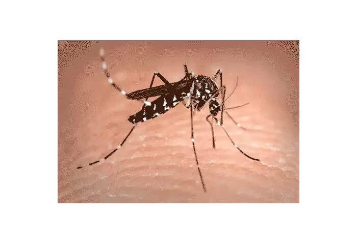 Get Mosquito OUT | പല വിദ്യകളും പരീക്ഷിച്ചിട്ടും കൊതുകിനെ അകറ്റാന് കഴിഞ്ഞില്ലെങ്കിൽ എളുപ്പവഴികൾ ഇതാ