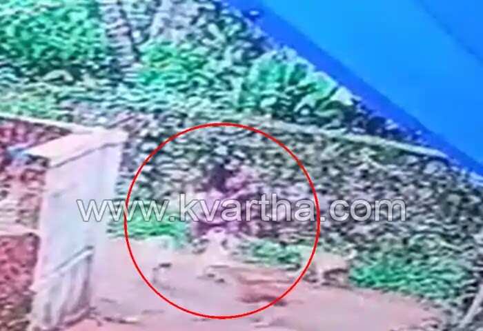 Stray Dogs | യുവതിക്ക് നേരെ തെരുവുനായ്ക്കളുടെ ആക്രമണം; സിസിടിവി ദൃശ്യം പുറത്തുവന്നു