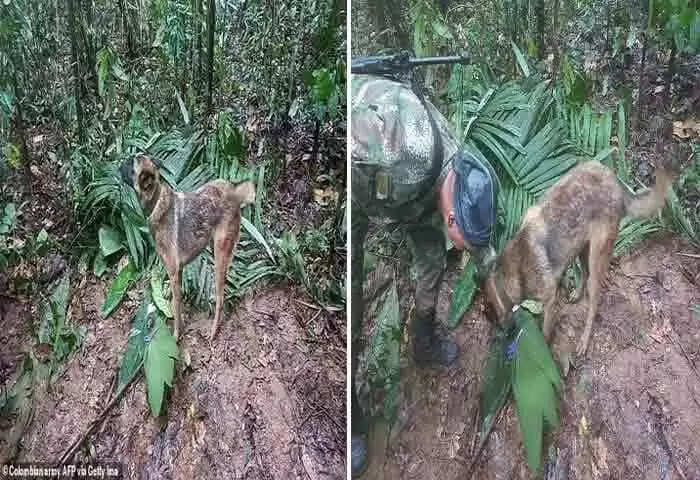Dog Missing | ആമസോണ് കാട്ടില് അകപ്പെട്ട കുട്ടികളെ കണ്ടെത്താന് ദൗത്യസംഘത്തെ സഹായിച്ച നായയെ കാണാതായി; തിരച്ചില് തുടരുന്നു