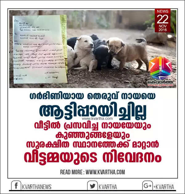 ഗര്ഭിണിയായ തെരുവ് നായയെ ആട്ടിപ്പായിച്ചില്ല; വീട്ടില് പ്രസവിച്ച നായയേയും കുഞ്ഞുങ്ങളേയും സുരക്ഷിത സ്ഥാനത്തേക്ക് മാറ്റാന് വീട്ടമ്മയുടെ നിവേദനം