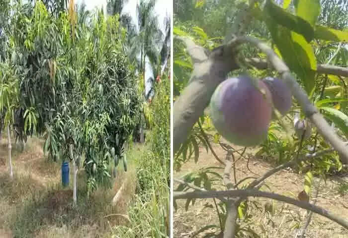 Mangoes Stolen | 2.5 ലക്ഷം രൂപ വിലയുള്ള മാമ്പഴങ്ങളുടെ ചിത്രങ്ങള് പോസ്റ്റ് ചെയ്തു; പിന്നാലെ തോട്ടത്തില്നിന്ന് മോഷണം പോയതായി പരാതി