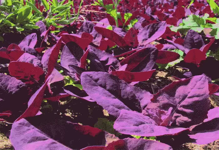 Spinach | ചീര ധാരാളമായി കഴിക്കൂ; പോഷക ഗുണം ഏറെ!