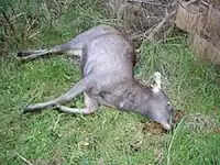 ചെന്നായ്ക്കളുടെ ആക്രമണത്തില് മ്ലാവ് ചത്തു