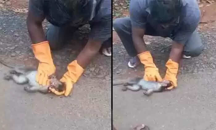 CPR | ഷോകടിച്ചു വീണ കുരങ്ങിന് സി പി ആര് നല്കി പുതു ജീവനേകി ട്രോമ കെയര് വൊളന്റിയര് താഹിര്