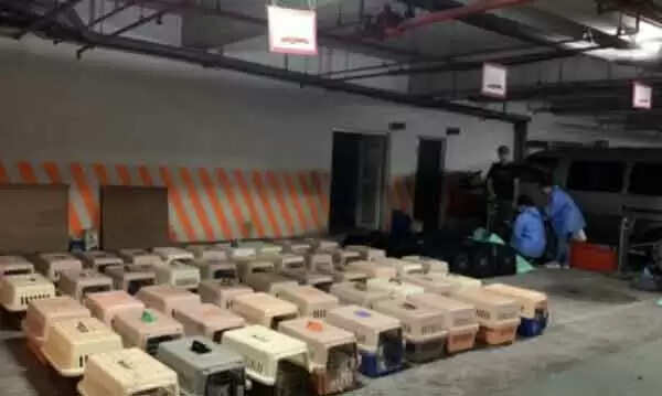 ചൈനയില്നിന്ന് മത്സ്യബന്ധന ബോടില് എത്തിയ 154 പൂച്ചകളെ ദയാവധത്തിന് വിധേയമാക്കി തായ്വാന്; ജൈവ സുരക്ഷ മുന്നിര്ത്തി നടപടി സ്വീകരിക്കുകയായിരുന്നുവെന്ന് സര്കാര് വിശദീകരണം, വിമര്ശനം