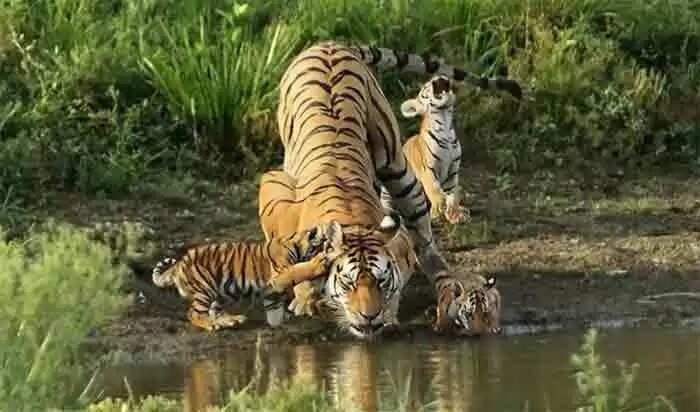 11 വര്ഷത്തിനിടെ പ്രസവിച്ചത് 29 കുഞ്ഞുങ്ങളെ; ഒടുവില് 16 വര്ഷം തുടര്ച്ചയായി ഒരേ പ്രദേശത്ത് തന്നെ താമസിച്ച റെകോഡിന്റെ ഉടമയായ 'കോളാര്വാലി' യാത്രയായി; അന്ത്യാജ്ഞലി അര്പിച്ച് മുഖ്യമന്ത്രി ശിവരാജ് സിംഗ് ചൗഹാന്