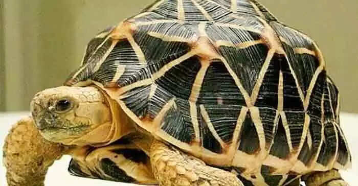 Star turtles seized | 1,132 നക്ഷത്ര ആമകളെ പിടികൂടി; 4 നാടോടികള് അറസ്റ്റില്; 'ശേഖരിച്ചത് വനത്തില് നിന്ന്'