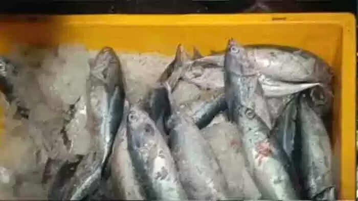 Old fish | പള്ളുരുത്തി മത്സ്യമാര്കറ്റില് നിന്ന് 200 കിലോഗ്രാം പഴകിയ മത്സ്യം പിടികൂടി; 2 മാസമെങ്കിലും പഴക്കമുണ്ടെന്ന് ഉദ്യോഗസ്ഥര്