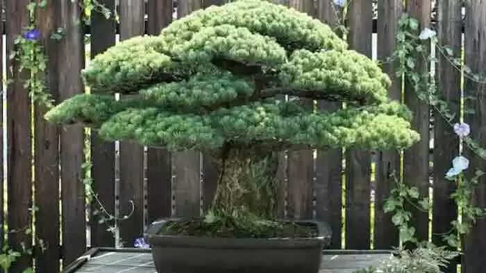 ഹിരോഷിമയിൽ വർഷിച്ച ലോകത്തിലെ ആദ്യത്തെ ആണവ ബോംബിനെ അതിജീവിച്ച 394 വർഷം പഴക്കമുള്ള മരം....!