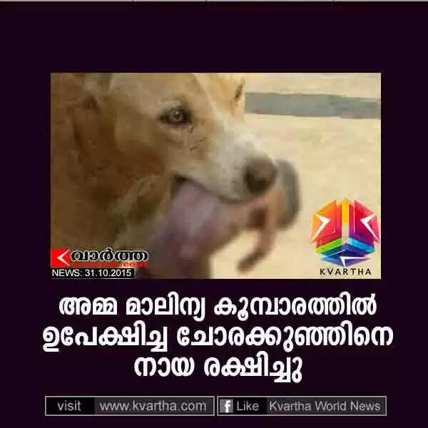 അമ്മ മാലിന്യ കൂമ്പാരത്തില് ഉപേക്ഷിച്ച ചോരക്കുഞ്ഞിനെ നായ രക്ഷിച്ചു
