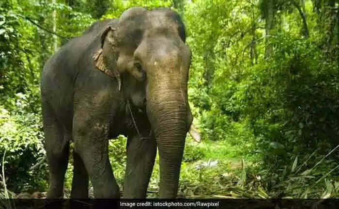 Elephant Attack | വീടിനുള്ളില് കയറി ആനയുടെ പരാക്രമം: 25കാരനേയും 6 വയസുള്ള മകളേയും ചവിട്ടിക്കൊന്നു; ഭാര്യ അത്ഭുതകരമായി രക്ഷപ്പെട്ടു