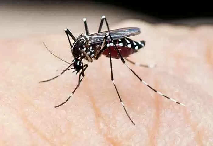 Dengue fever | ഇടവിട്ടുള്ള മഴ ഡെങ്കിപ്പനി വ്യാപനത്തിനിടയാക്കുമെന്നതിനാല് ഉറവിട നശീകരണ പ്രവര്ത്തനങ്ങള് ശക്തമാക്കണമെന്ന് അഭ്യര്ഥിച്ച് മന്ത്രി വീണാ ജോര്ജ്; എലിപ്പനി പ്രതിരോധത്തിന് ഡോക്സി സൈക്ലിന് കഴിക്കണമെന്നും നിര്ദേശം