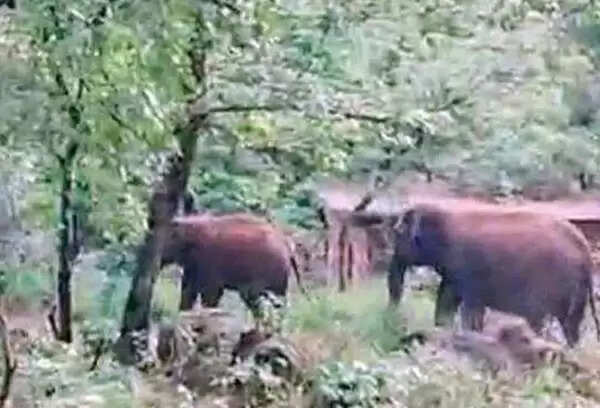 വൈവിധ്യവല്ക്കരണത്തിലേക്ക് ആറളം ഫാമും: കരനെല് കൃഷിയടക്കമുള്ളവ പരീക്ഷിക്കും