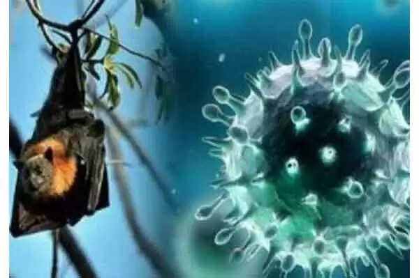 ആശങ്ക; സംസ്ഥാനത്ത് വീണ്ടും നിപ സ്ഥിരീകരിച്ചതായി സൂചനകള്; കോഴിക്കോട്ട് ചികിത്സയിലായിരുന്ന 12കാരന് മരിച്ചു