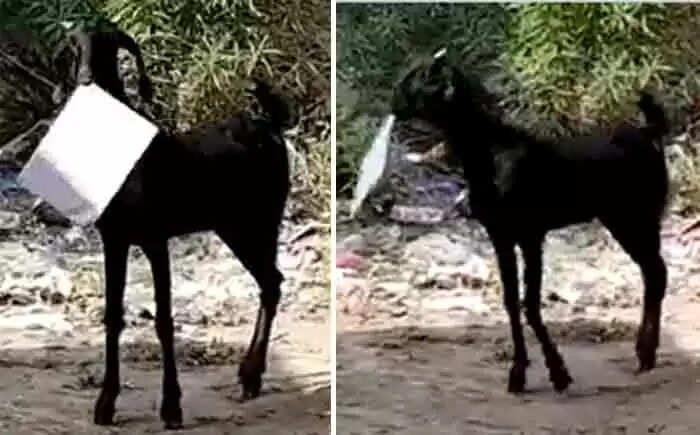 ഓഫീസില് കടന്ന ആട് ഫയലുമായി ഓടി, എന്റെ പൊന്നോ, തന്നിട്ടു പോ എന്ന് പറഞ്ഞ് ഉദ്യോഗസ്ഥനും പിന്നാലെ; വീഡിയോ വൈറല്