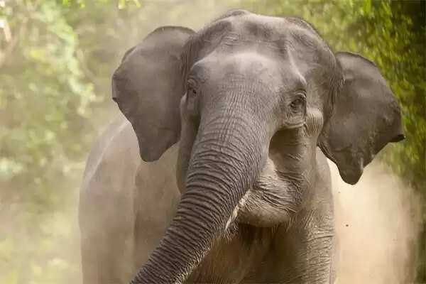 ഒരു കുടുംബത്തിലെ മൂന്നു പേരെയടക്കം അഞ്ചുപേരെ കാട്ടാന കൊലപ്പെടുത്തി; മനുഷ്യനും വന്യമൃഗങ്ങളും തമ്മില് പ്രശ്നങ്ങള് രൂക്ഷമായ ഇവിടെ ഒമ്പത് വര്ഷത്തിനിടെ കൊല്ലപ്പെട്ടത് 694 ആനകളും 661 മനുഷ്യരും
