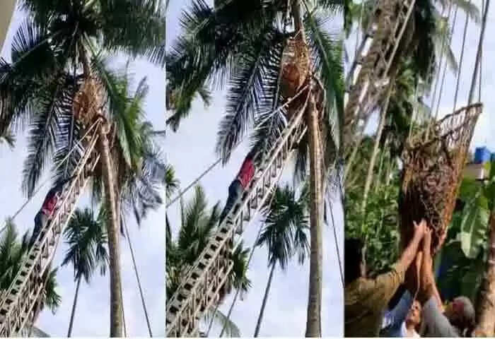 Recued | തലയില് തേങ്ങ വീണ് കാല് വഴുതി; തലകീഴായി തെങ്ങുകയറ്റ മെഷീനില് കുടുങ്ങിക്കിടന്ന തൊഴിലാളിക്ക് രക്ഷകരായി അഗ്നിരക്ഷാസേന