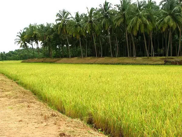 കോട്ടയം തീരുമാനിച്ചു, ഒരുതരിപ്പാടം തരിശിടില്ല; 400 ഏക്കറില് കൃഷി ഇറക്കിക്കഴിഞ്ഞു, വരും വര്ഷം അത് അഞ്ചിരട്ടിയാക്കും