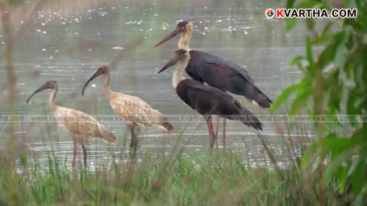 A view of Munderykadavu Bird Sanctuary with water body and birds.