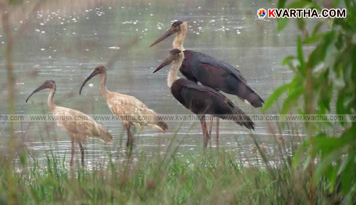 A view of Munderykadavu Bird Sanctuary with water body and birds.