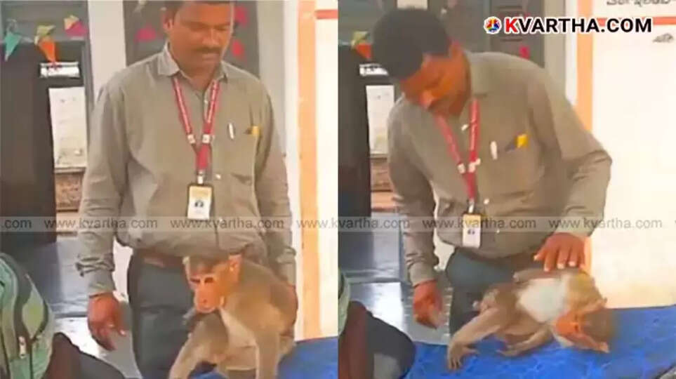 A monkey being treated by a veterinary doctor.