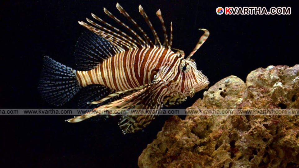 Visitors viewing exhibits at the CMFRI Marine Biodiversity Museum.