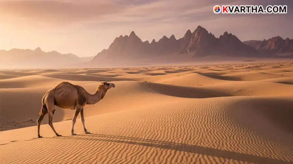 A camel in the Saudi desert representing the new digital passport scheme