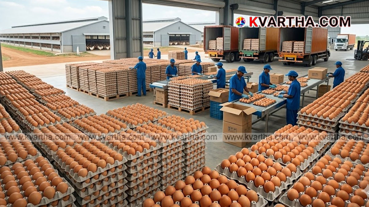 Freshly collected eggs stacked in a poultry farm.